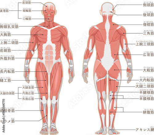 全身の筋肉 正面と背面 Full body muscles front and back illustration