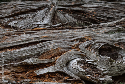 Принти на полотні Closeup of patterns in a decaying tree