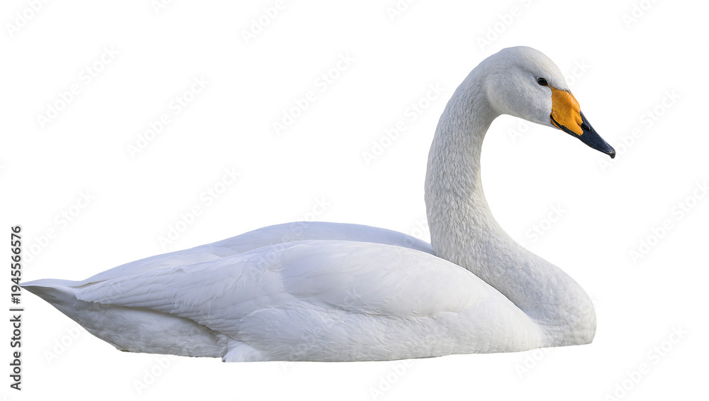 Obraz premium Isolated majestic Whooper swan, a symbol of beauty and elegance in natural wildlife