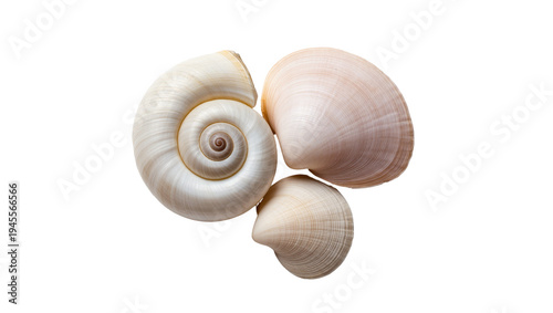 Isolated beautiful natural white and cream seashells of various shapes, elegant marine objects