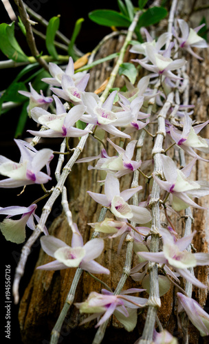 Delicate white Dendrobium orchids with pale pink centers cascade over a rustic wooden surface.