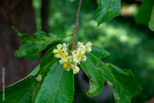 Delicate clusters of blooming longan flowers hang beneath lush green leaves in the sunlight.