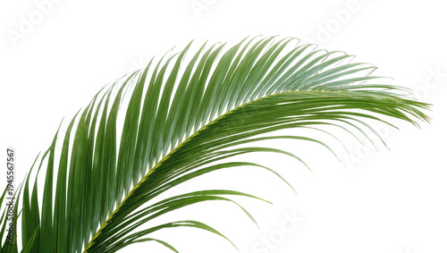 Isolated vibrant green tropical palm leaf frond natural element on a clean backdrop.