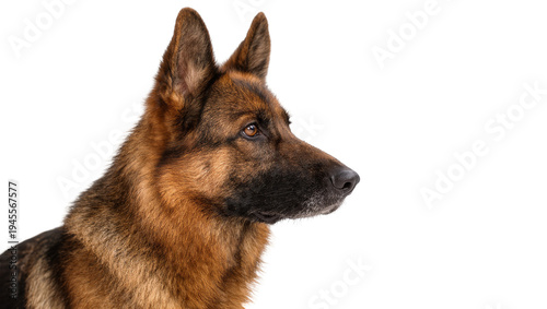 Isolated German Shepherd dog portrait looking right with pointed ears and alert expression
