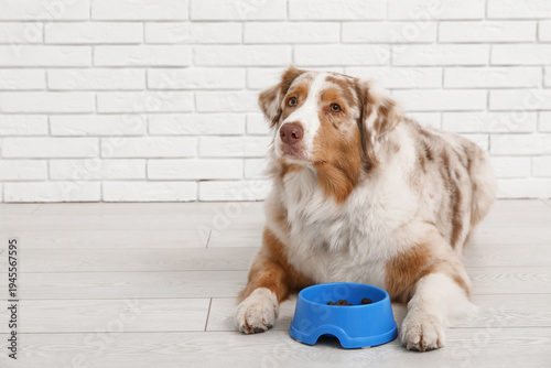 Cute Australian Shepherd do...