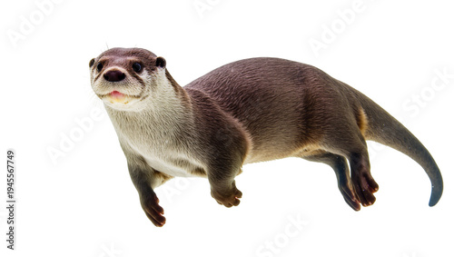 Isolated cute wild otter looking towards camera, full body shot, aquatic animal