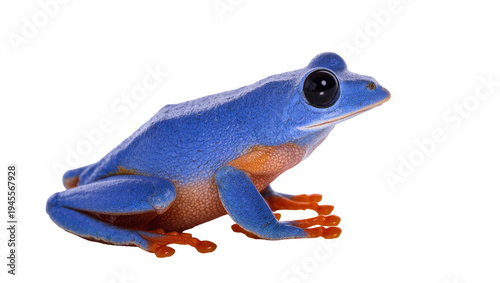 Isolated tropical blue tree frog featuring vibrant orange underbelly and bright webbed feet.