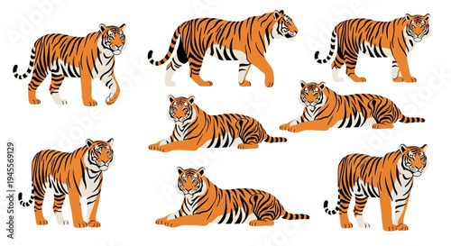 Dynamic vector illustrations of majestic tigers in various natural poses, highlighting their distinctive striped fur and powerful presence for wildlife design projects