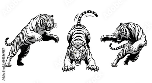 Dynamic Tiger Vector Illustrations A Powerful Set of Big Cat Designs for Wild Animal Themes and Graphic Projects