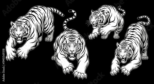 Dynamic Collection of Hand-Drawn Tiger Illustrations Powerful Big Cat Artwork in Various Poses for Design Projects and Wildlife Themes