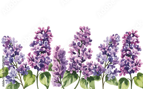 Beautiful purple lilac flowers with green leaves on transparent background