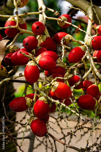 Bright Christmas palm fruits cluster on the branches of a Christmas palm.