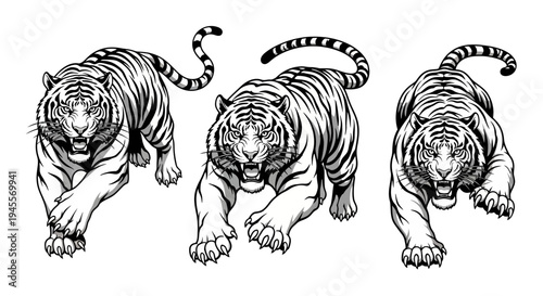 Dynamic black and white tiger vector illustrations set, depicting powerful predatory felines in motion, ideal for graphic design and wildlife themes