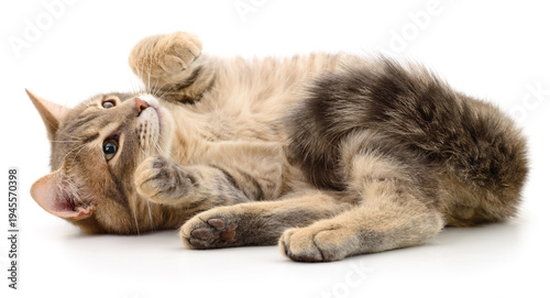Grey tabby cat lying on back isolated on white background