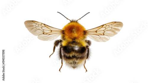 Isolated fuzzy bumblebee, a vital pollinator insect, seen from above with its wings outspread.