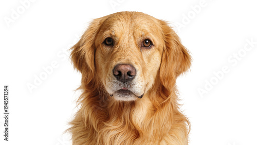 Isolated adorable golden retriever dog looking directly at camera, loyal domestic pet