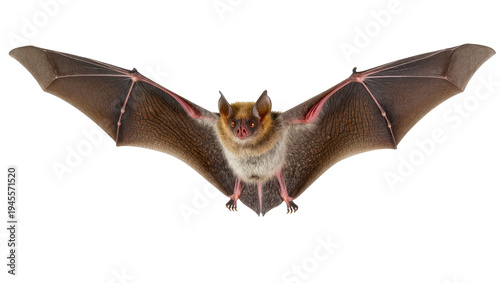 Isolated flying bat with outstretched wings, a small nocturnal mammal for nature concepts.