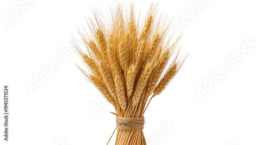 Isolated bundle of golden ripe wheat stalks tied with twine, symbolizing harvest and agriculture