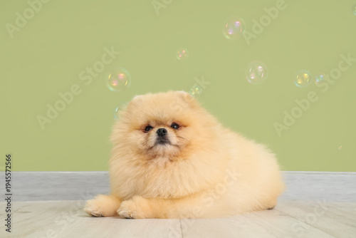 Cute dog with soap bubbles ...