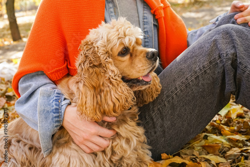 Adorable cocker spaniel dog...