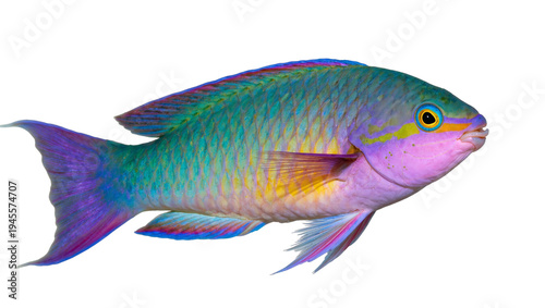 Photography Isolated beautiful parrotfish with colorful iridescent scales, fins, and unique