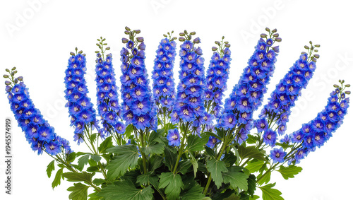 Fotografie Isolated vibrant blue delphinium flowers blooming beautifully, fresh and gracefu