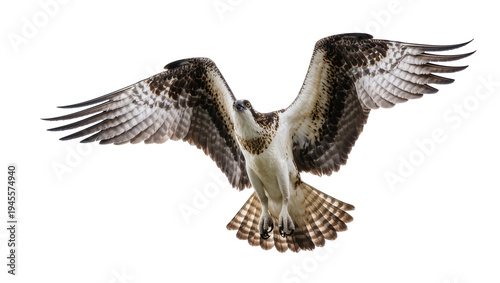 Photos Isolated osprey in mid-flight with powerful wings spread against a clean studio
