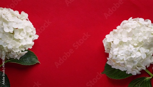 White Hydrangea Flowers On Red Background Bright White Hydrangea Blooms With Green Leaves Arranged On A Rich Red Textured Surface Perfect For Elegant Floral Themed Visuals