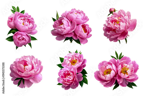 Wallpaper Mural png Template Set of pink peony blossoms on a transparent background. Torontodigital.ca