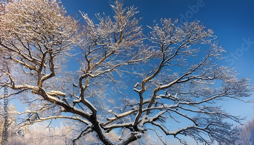 Branches Of A Tree In The Winter