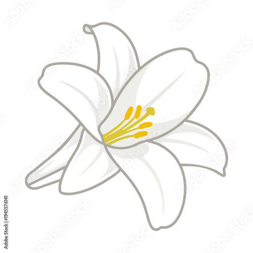 Single White Easter Lily Flower Vector