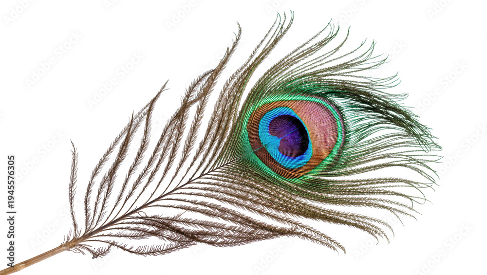 Obraz premium Isolated iridescent peacock feather displaying vivid eye spot and beautiful natural textures.
