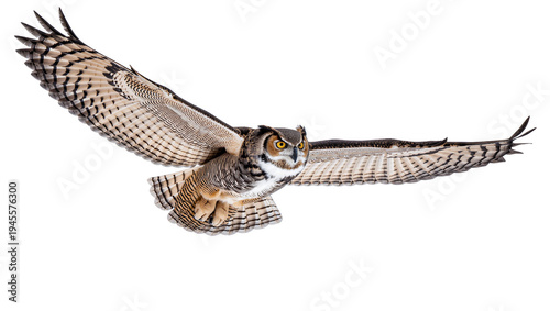 Tableau sur toile Isolated magnificent great horned owl in dynamic powerful flight with wings full