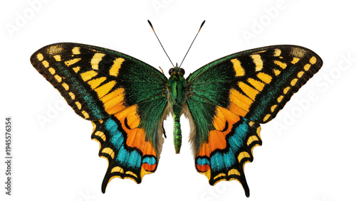 Quadro em tela Isolated vibrant tropical butterfly with beautiful multicolored spread wings, de