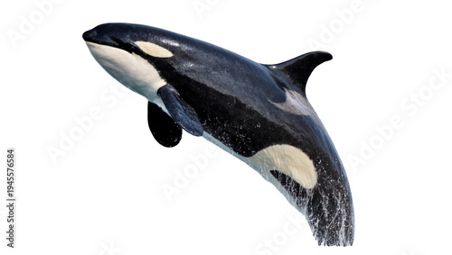 Foto Isolated killer whale leaping out of water with graceful splash, powerful marine