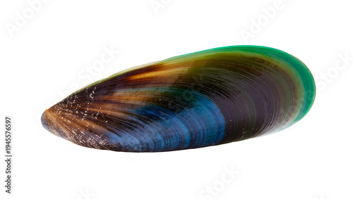 Photos Isolated vibrant green-lipped mussel shell showcasing natural iridescent colors