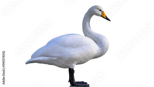 Tableau sur toile Isolated Whooper Swan standing gracefully in profile, elegant white bird with striking yellow and black beak