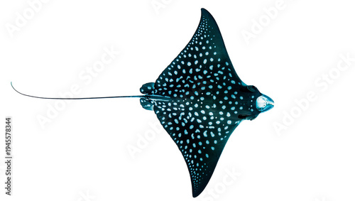 Bilde på lerret Isolated spotted eagle ray gracefully swimming, elegant marine animal with disti