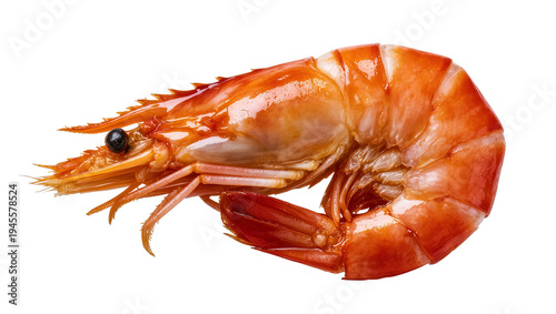 Isolated delicious cooked single shrimp fresh seafood gourmet meal ingredient ready to eat