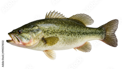 Obraz na plátně Isolated largemouth bass fish with detailed scales, a freshwater game fish for s