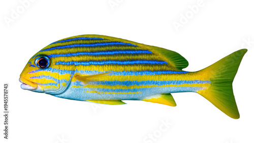 Photos Isolated vibrant yellow and blue striped tropical fish swimming underwater marin