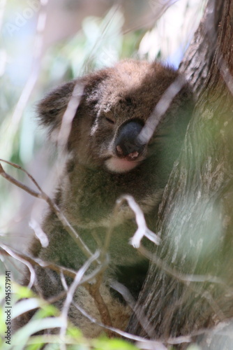 koala in a tree
