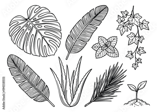 Line art botanical set of 9 tropical and houseplant illustrations featuring monstera, palm and ivy for nature design