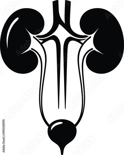 Anatomical illustration of the human urinary system focusing on kidneys and ureters