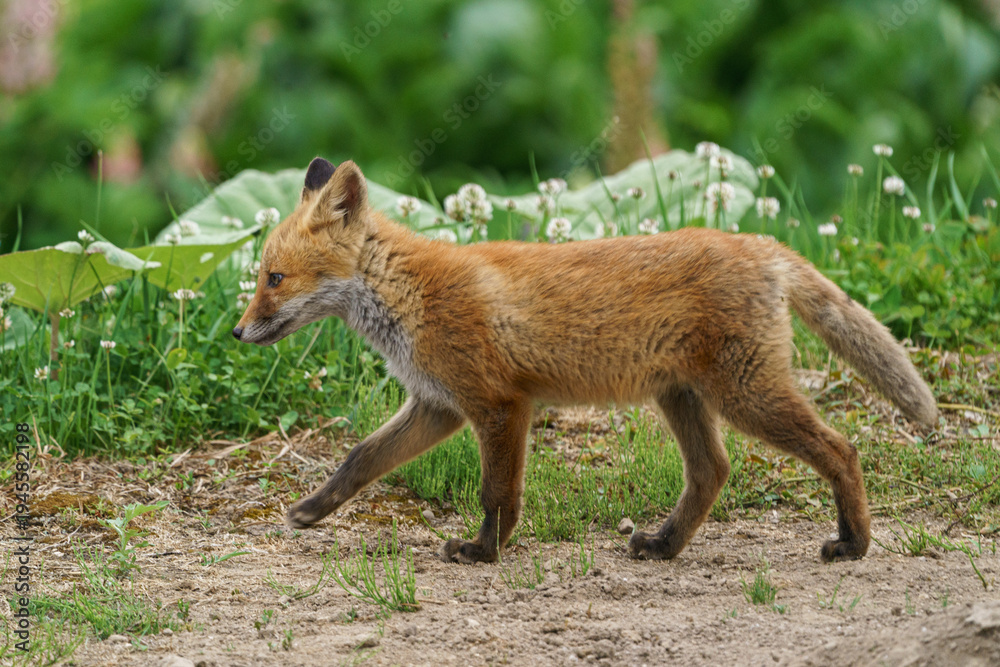 Fototapeta premium cute red fox cub walking in grassland in hokkaido japan