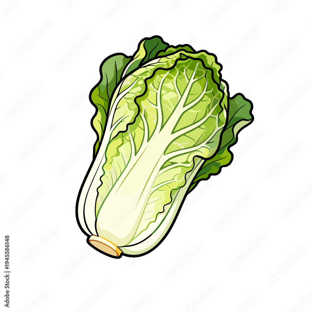 Fototapeta premium [Vector EPS]Fresh and green Chinese cabbage with crisp leaves and healthy appearance
