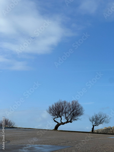 Lonely tree on a sloping road under blue sky minimalist landscape with copy space symbol of resilience life journey and unusual perspective