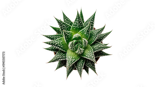 Isolated vibrant green succulent plant with white dots, ornamental exotic houseplant top view