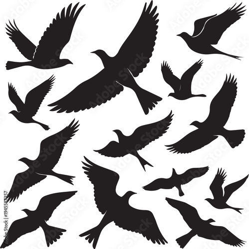 A collection of black silhouettes depicting birds in various flight poses