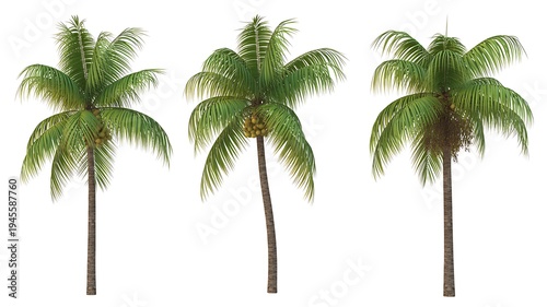 palm tree isolated on white